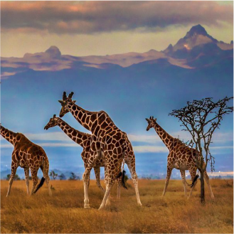 Africa